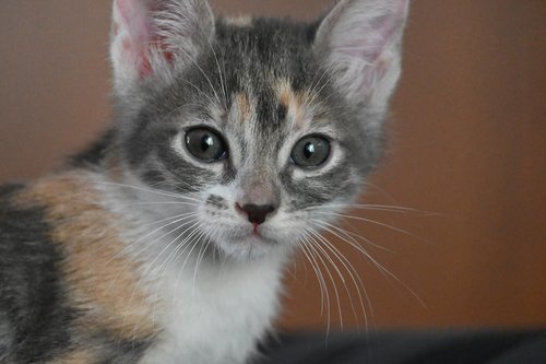 Amelia, intrepid explorer; photo courtesy of Robert Chapman (BS '96)
